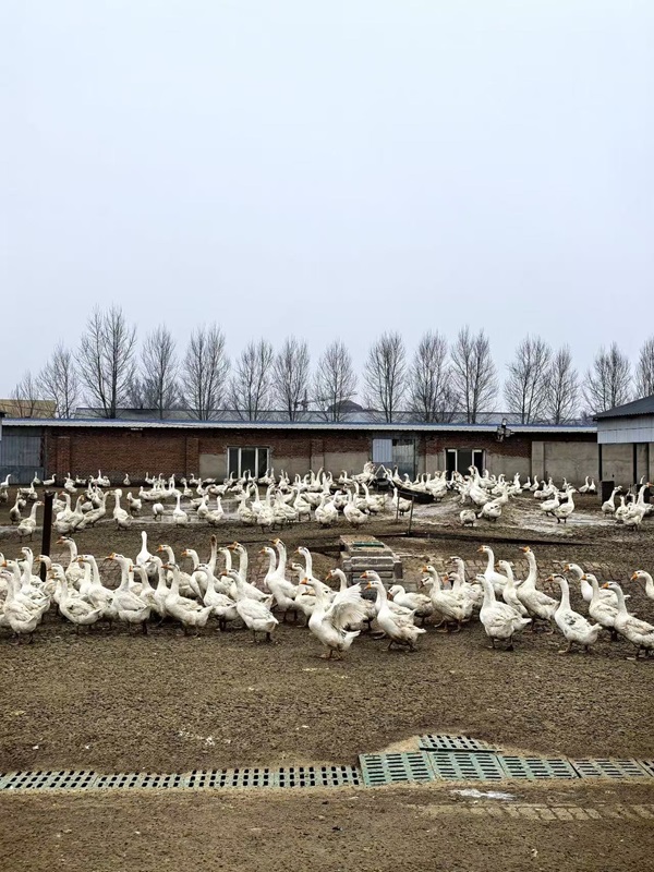 1763366373431547.jpg 微信图片_20251117155210_45_960.jpg